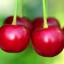 prunus-avium-cherry-boop
