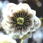 Helleborus orientalis dubbelbloemig, gevuld, wit gespot (guttatus)