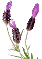 olie van Franse lavendel voor medicinaal gebruik