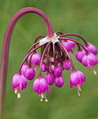 Allium cernuum voor de randjes van de prairieborder