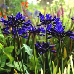 Agapanthus 'Starry Night' ®