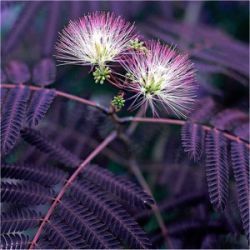 Albizia julibrissin 'Summer Chocolate'