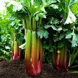 Apium graveolens var. dulce 'Giant Red'