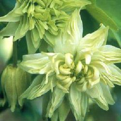 Aquilegia vulgaris var. stellata 'Green Apples'