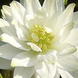 Aquilegia vulgaris var. stellata 'White Barlow'