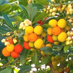 Arbutus unedo mercurius = 'Bocarm' ®