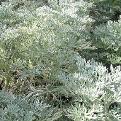 Artemisia arborescens 'Powis Castle'