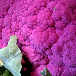 Brassica oleracea botrytis var. botrytis 'Violetto di Sicilia'