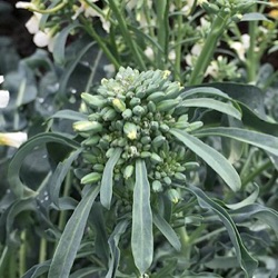 Brassica oleracea botrytis var. cymosa 'Spigariello'