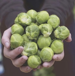 Brassica oleracea var. gemmifera 'Hemera F1'