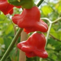 Capsicum baccatum 'Aji Orchid'