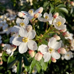 Choisya x dewitteana greenfingers = 'Lissfing'