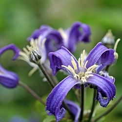 Clematis heracleifolia 'China Purple'