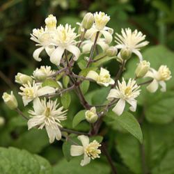 Clematis vitalba (wild)