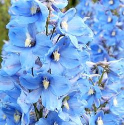 Delphinium elatum 'Morgenduft'