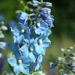 Delphinium elatum 'Sommerwind'