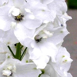 Delphinium pacific 'Galahad'