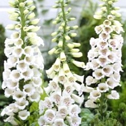 Digitalis purpurea 'Alba'
