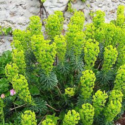 Euphorbia characias 'Forescate'