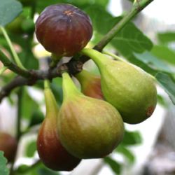 Ficus carica 'Goutte d'Or'