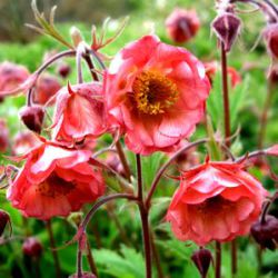 Geum 'Flames of Passion' ®