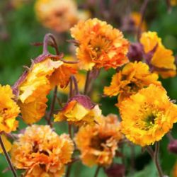 Geum 'Golden Joy'