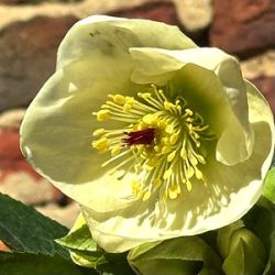 Helleborus hybridus 'Bianca'