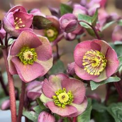 Helleborus hybridus 'HE17-72'