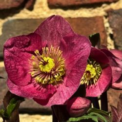 Helleborus hybridus 'HE369'