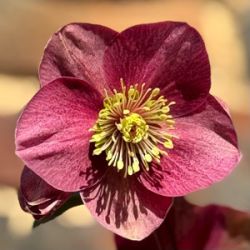 Helleborus hybridus 'HE406'