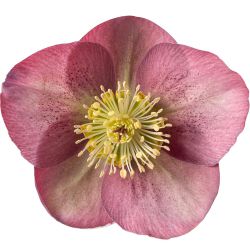Helleborus hybridus 'Pippa's Purple' (Rodney Davey Marbled Group)