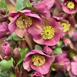 Helleborus hybridus 'Rhythm'