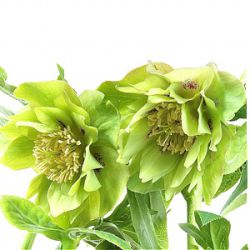 Helleborus orientalis (Double-Ellen® Green)