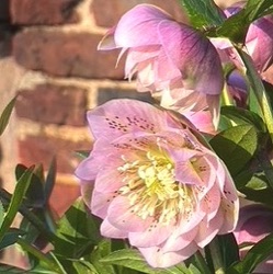 Helleborus orientalis 'Larissa' XXL