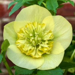 Helleborus orientalis 'Lucrezia'