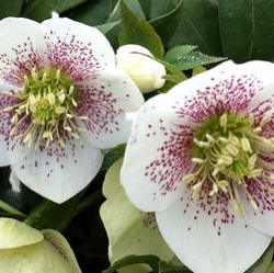 Helleborus orientalis (Pretty-Ellen® White Spotted)