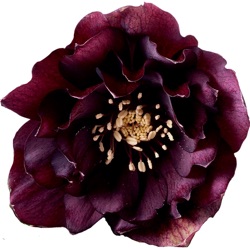 Helleborus orientalis 'Purple Passion' XXL