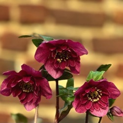 Helleborus orientalis 'Ruffleberry Anemone Red' XXL