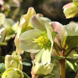 Helleborus x nigercors 'Eternal Spark'