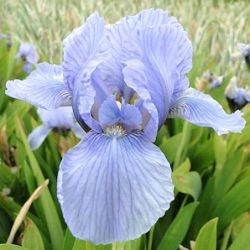 Iris 'Blue Denim' (P)