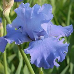 Iris 'Metolius Blues' (G)