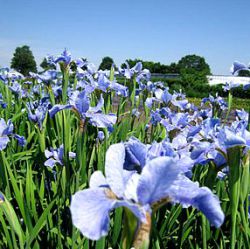 Iris sibirica 'Himmel von Komi'