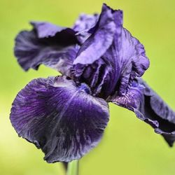 Iris 'Tuxedo' (G)