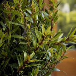 Laurus nobilis 'Little Ragu'