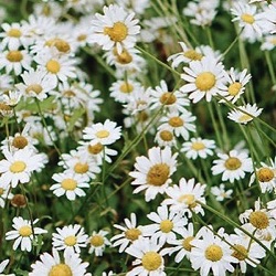 Leucanthemum vulgare (wild)