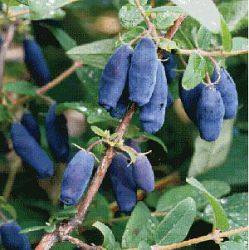 Lonicera caerulea 'Blue Velvet'