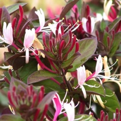 Lonicera japonica 'Purpurea'