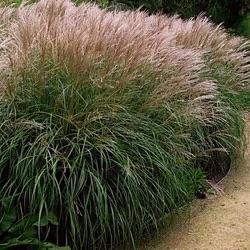 Miscanthus sinensis 'Adagio'