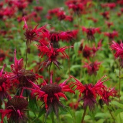 Monarda didyma 'Oneida' ('Squaw')
