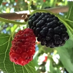 Morus alba x rubra 'Milanówek'